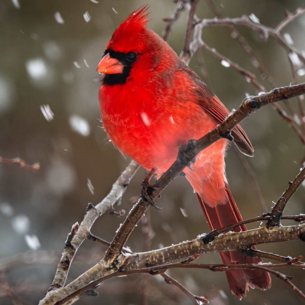 Tom White photography